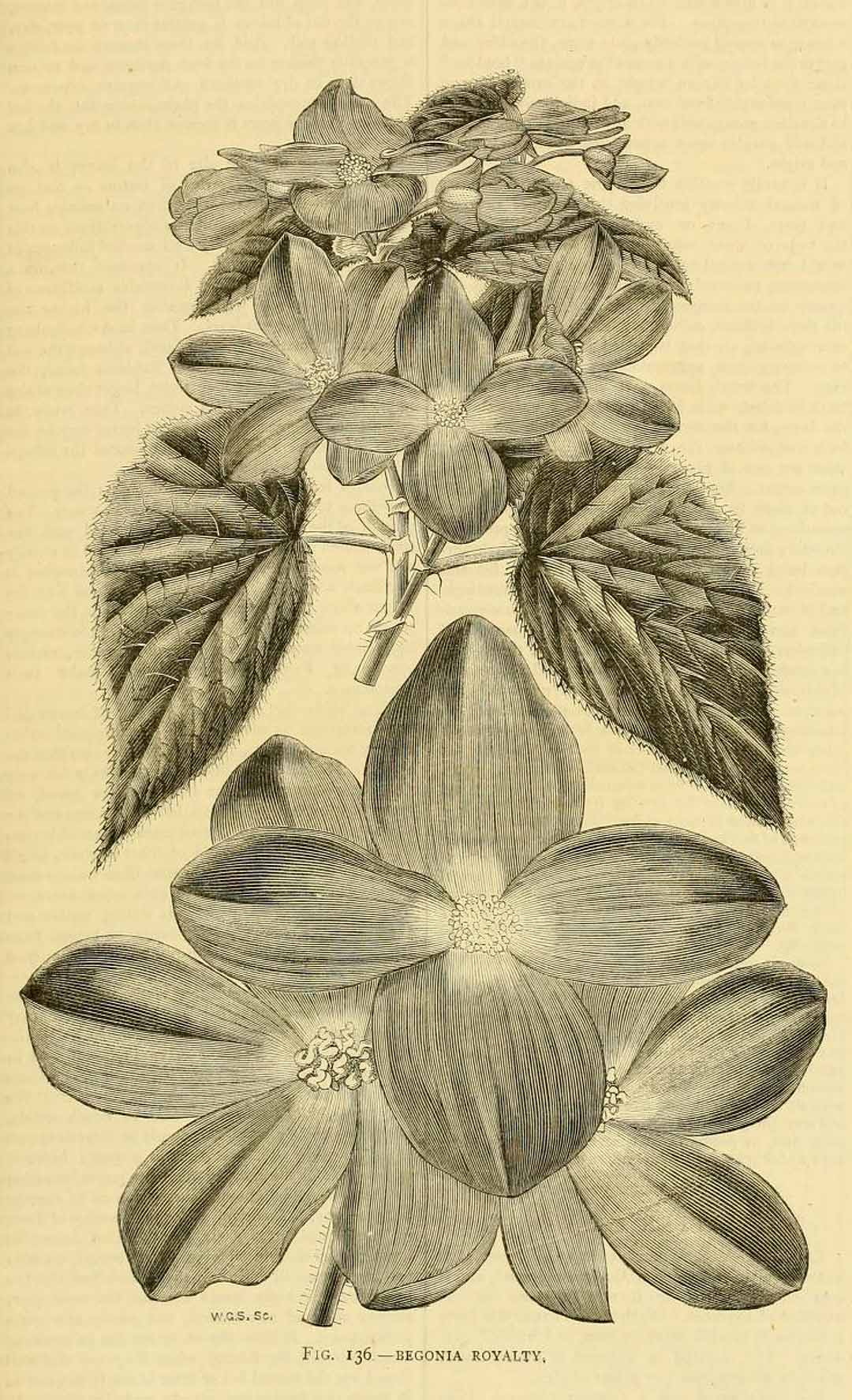 B. ‘Royalty’